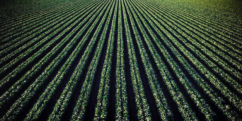 How What We Eat and How We Eat It Helps Contribute To Climate Change