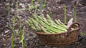 You Should Plant Artichokes and Asparagus Right Now