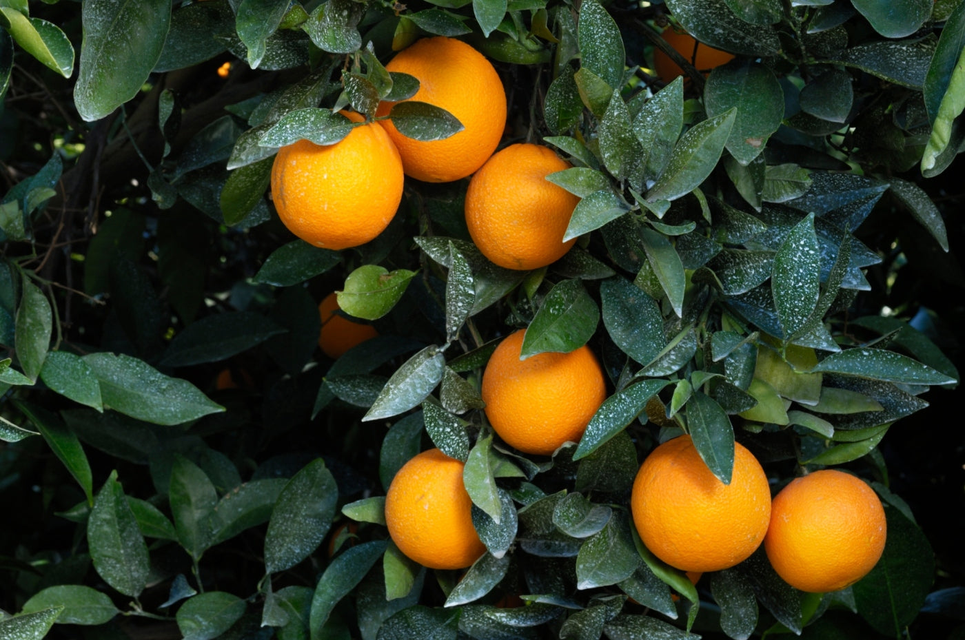 The joys of a semi-dwarf navel orange tree and other hardy citrus with winter fruit