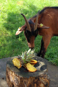 Can Goats Eat Pineapple? Is It Safe?