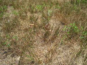 14 More Tough Plants That Can Survive Drought