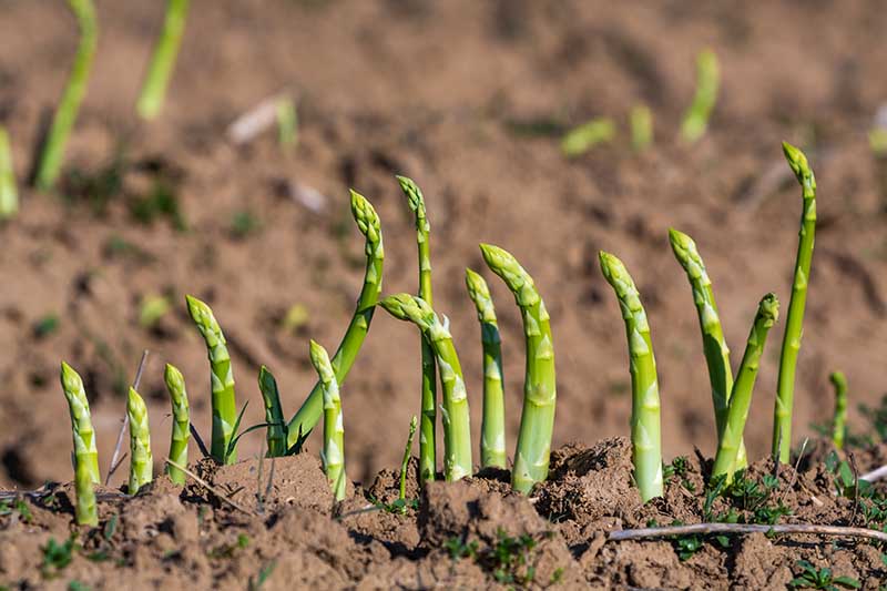 How to Identify and Control Common Asparagus Diseases