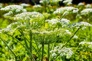 Hogweed guide: what does it look like and is it dangerous?