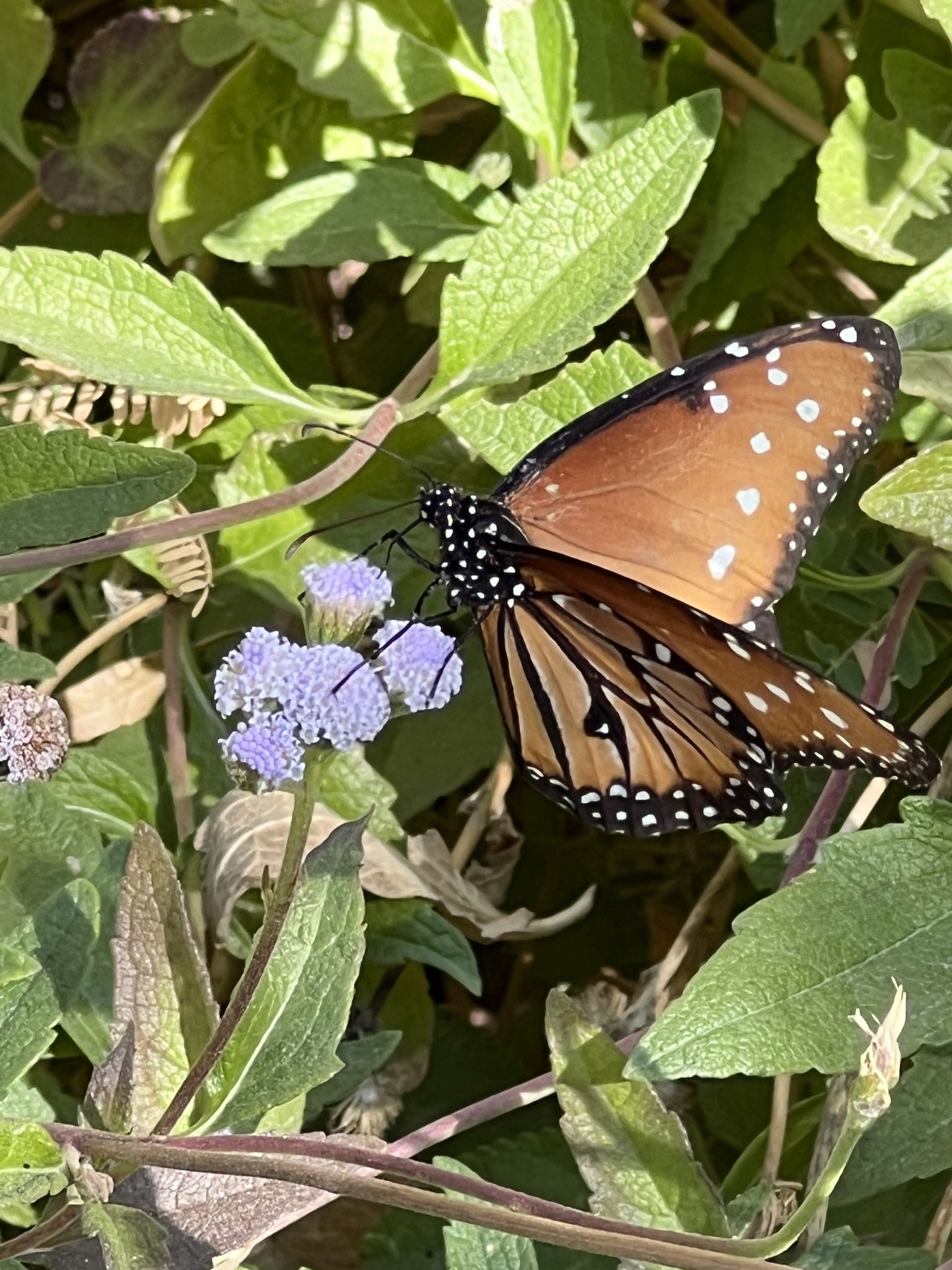 Finding inspiration for pollinator-friendly home gardens at The Living Desert