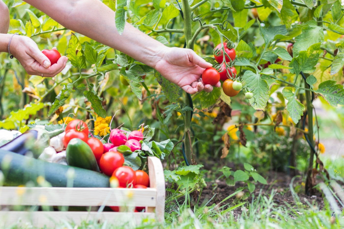 When your garden vegetables come in, avoid this common harvest delay