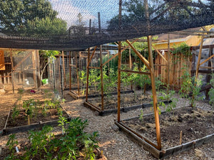 The Orchard Project, Part One