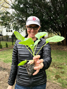 Gardening in Maine  – The Cold Weather Vegetables Have been Planted, The Hell Strip Has Flowers and So Much More!