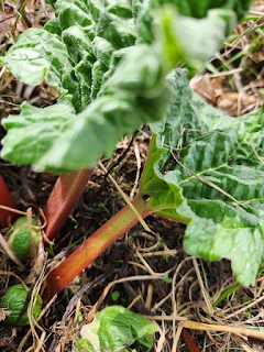 Garden Clean Up Day ~ Wild Violets