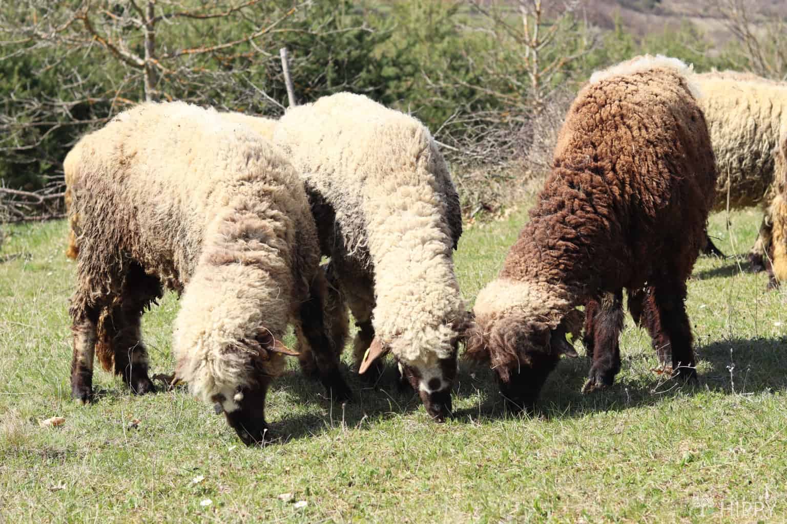 So, Can Sheep Eat Asparagus?