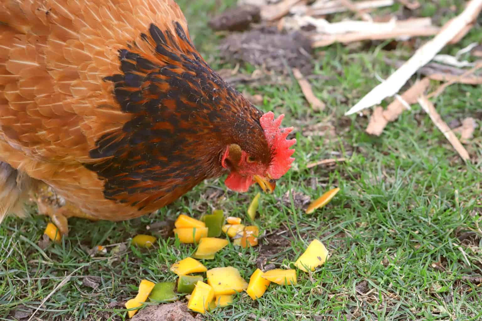 What Foods That Humans Eat Can Chickens Eat as Well?