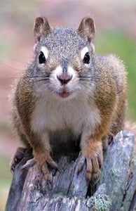 SQUIRRELS--CUTE OR DEVIOUSLY CUNNING?