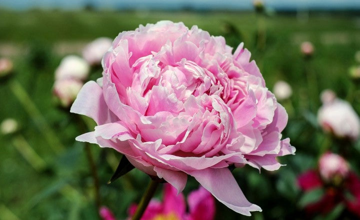 The Moment When Peonies Bloom