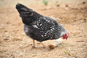 Can Chickens Eat Asparagus? Is it Safe?