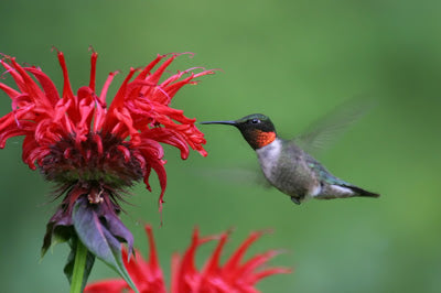 Chet Raymo, "Free As A Bird"