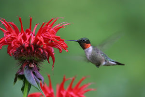 Chet Raymo, "Free As A Bird"